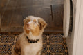 Dog Laundry Add On