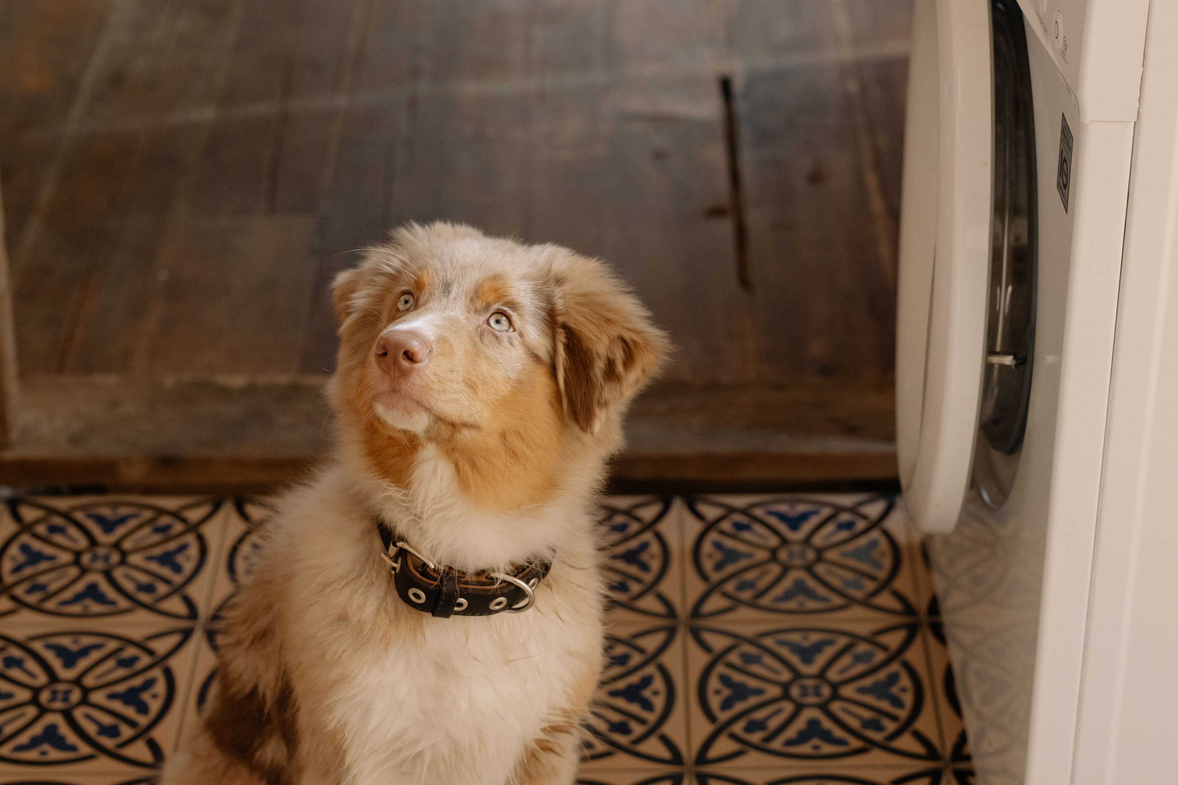 Dog Laundry Add On